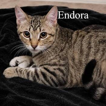 Endora -  Domestic Short Hair Cat for Adoption in San Tan Valley, Arizona - Endora | PetCurious