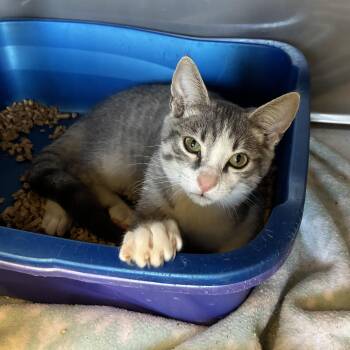 Matthew -  Domestic Short Hair Cat for Adoption in King George, Virginia - Matthew | PetCurious