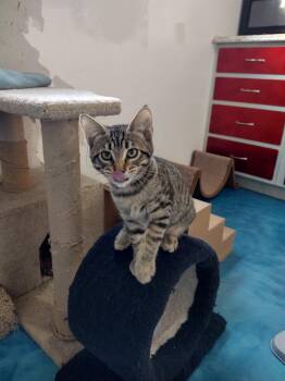 Rescue Tabby Cats for Adoption in Prescott, Arizona - Taco | PetCurious