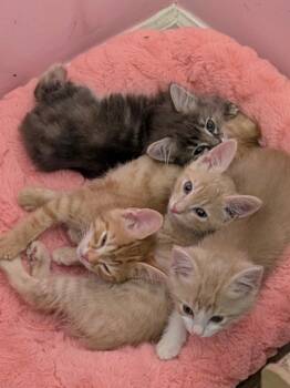 khloe -  Tabby and Domestic Short Hair Cat for Adoption in Buford, Georgia - Khloe | PetCurious