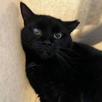 Rescue Domestic Medium Hair Cats for Adoption in Lyndhurst, Virginia - Head Gasket | PetCurious