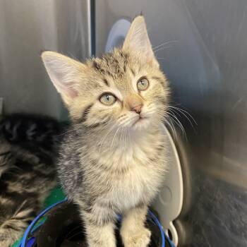 Rescue Domestic Short Hair Cats for Adoption - Dreama | PetCurious