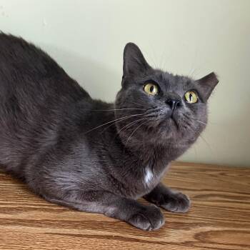 Jordan -  Domestic Short Hair Cat for Adoption in Tulsa, Oklahoma - Jordan | PetCurious
