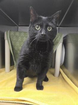 Domestic Short Hair Cats Available for Adoption in Montreal, Quebec - Namir | PetCurious