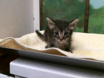 A2080206 -  Domestic Short Hair Cat for Adoption in Houston, Texas - A2080206 | PetCurious