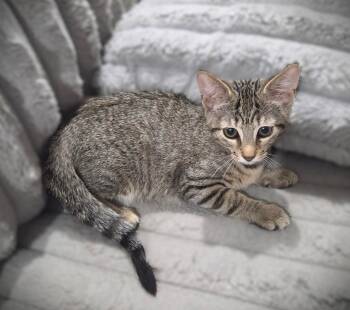 Claudia -  Tabby Cat for Adoption in Fort Myers, Florida - Claudia | PetCurious