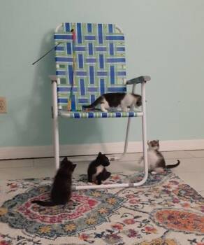 T-Rex -  Domestic Short Hair Cat for Adoption in Daytona Beach, Florida - T-Rex | PetCurious