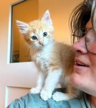 TURF* -  Domestic Short Hair Cat for Adoption in Santa Cruz, California - TURF* | PetCurious