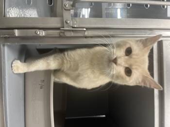 Domestic Medium Hair Cats Available for Adoption - Sahara | PetCurious