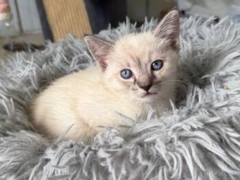 Rescue Domestic Short Hair Cats for Adoption in Raleigh, North Carolina - BETH | PetCurious