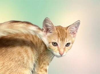Domestic Short Hair Cats Available for Adoption in Fort Lauderdale, Florida - SUNFLOWER | PetCurious