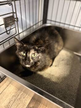 MIGUELLA -  Domestic Short Hair Cat for Adoption in Algona, Iowa - MIGUELLA | PetCurious