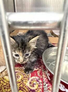 A186091 -  Domestic Long Hair and Domestic Short Hair Cat for Adoption in Pasadena, Texas - A186091 | PetCurious