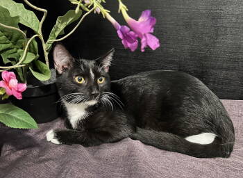 Rescue Tuxedo and Domestic Short Hair Cats for Adoption in Fayetteville, Georgia - Shuu | PetCurious