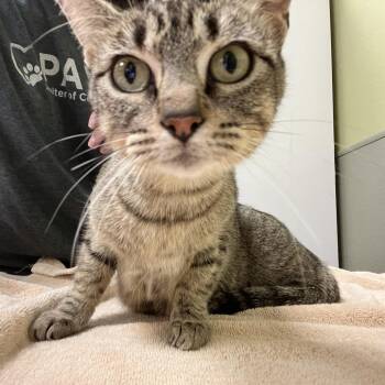 Domestic Short Hair Cats Available for Adoption in Kyle, Texas - OAKLEY | PetCurious