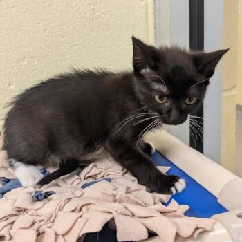 Rhysand -  Domestic Short Hair Cat for Adoption - Rhysand | PetCurious