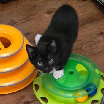 Star -  Domestic Short Hair Cat for Adoption in Elizabeth, Illinois - Star | PetCurious