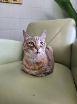 Domestic Short Hair Cats Available for Adoption in Umatilla, Florida - Stetson | PetCurious