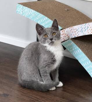 Pip -  Domestic Short Hair Cat for Adoption in Breinigsville, Pennsylvania - Pip | PetCurious