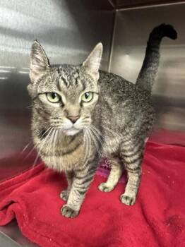 BOO -  Domestic Short Hair Cat for Adoption in Casper, Wyoming - BOO | PetCurious