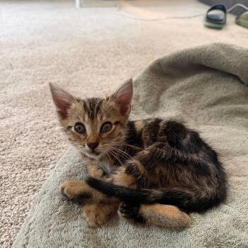 Mazel -  Domestic Short Hair Cat for Adoption in Greensboro, North Carolina - Mazel | PetCurious