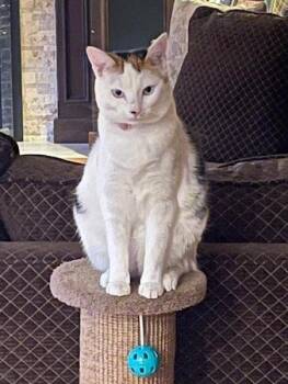 Domestic Short Hair Cats Available for Adoption in Battle Ground, Washington - Tilly | PetCurious