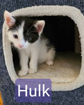 Hulk (one eye corner is black -  Domestic Short Hair Cat Available for Adoption in Kennewick, Washington - Hulk (one Eye Corner Is Black | PetCurious