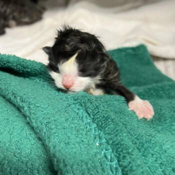 Domestic Short Hair Cats Available for Adoption in Pauls Valley, Oklahoma - Lychee | PetCurious