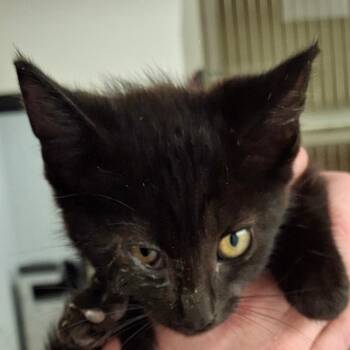 Rescue Domestic Short Hair Cats for Adoption in Zanesville, Ohio - Jet | PetCurious