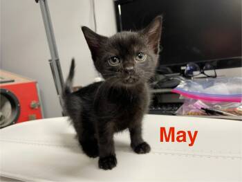 Rescue Domestic Short Hair Cats for Adoption in Goodlettsville, Tennessee - May | PetCurious