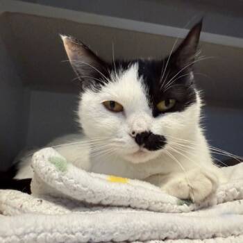 Rescue Domestic Short Hair Cats for Adoption in Washougal, Washington - Elsa | PetCurious