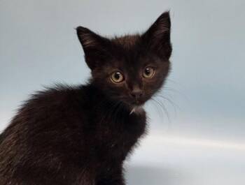Skateboard -  Domestic Short Hair Cat for Adoption in Golden Valley, Minnesota - Skateboard | PetCurious