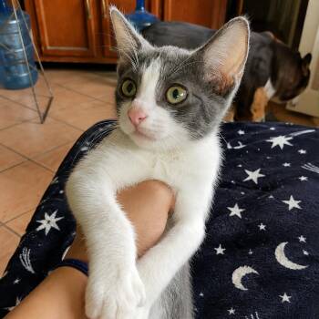 Skyler -  Domestic Short Hair Cat for Adoption in Tucson, Arizona - Skyler | PetCurious