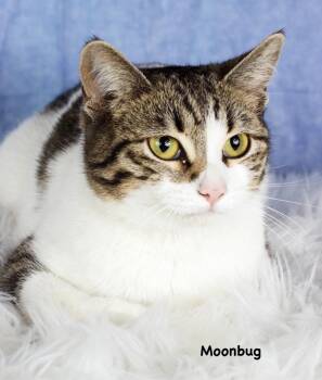 Domestic Short Hair Cats Available for Adoption - Moonbug | PetCurious