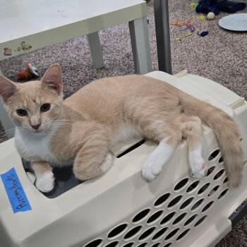 Kid A -  Domestic Short Hair Cat for Adoption in Richmond, Virginia - Kid A | PetCurious