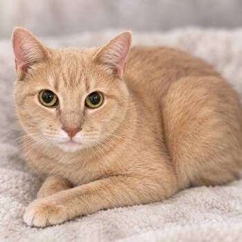Hank -  Domestic Short Hair Cat for Adoption in Huntsville, Alabama - Hank | PetCurious