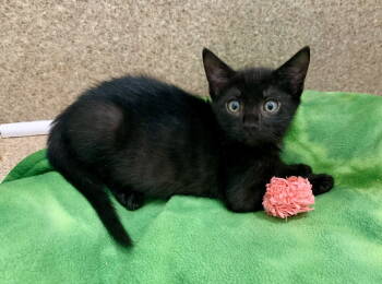 Rescue Domestic Short Hair Cats for Adoption in Mccormick, South Carolina - Inky | PetCurious