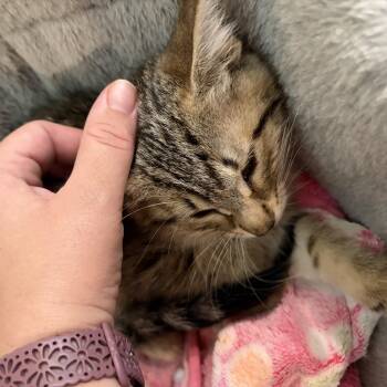 Mystic -  Domestic Medium Hair Cat for Adoption in Mineral Point, Wisconsin - Mystic | PetCurious