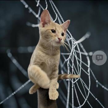 Edward -  Domestic Short Hair Cat for Adoption in Walled Lake, Michigan - Edward | PetCurious