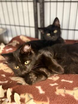 PERRY -  Domestic Medium Hair Cat for Adoption in Algona, Iowa - PERRY | PetCurious