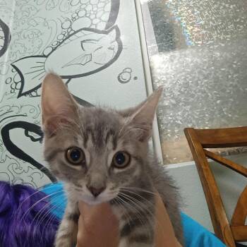 Second breakfast -  Domestic Short Hair Cat for Adoption in Titusville, Florida - Second Breakfast | PetCurious
