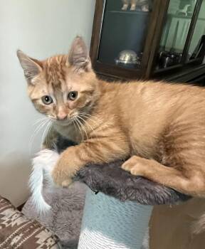 Domestic Short Hair Cats Available for Adoption in Dayton, Minnesota - Bodie | PetCurious