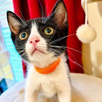 Pecos -  Domestic Short Hair Cat for Adoption in Houston, Texas - Pecos | PetCurious