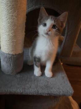 Pancake -  Domestic Short Hair Cat for Adoption in Victor, New York - Pancake | PetCurious