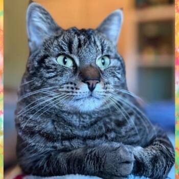 Hazel -  Domestic Short Hair Cat for Adoption in Orangevale, California - Hazel | PetCurious