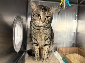 Catson -  Domestic Short Hair Cat for Adoption in New York, New York - Catson | PetCurious