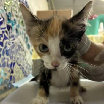 COSMIC BROWNIE -  Domestic Short Hair Cat for Adoption in Pensacola, Florida - COSMIC BROWNIE | PetCurious