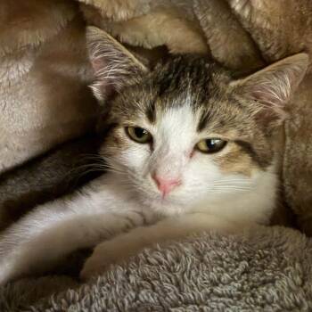 Mulligan -  Domestic Short Hair Cat for Adoption in Middlebury, Vermont - Mulligan | PetCurious