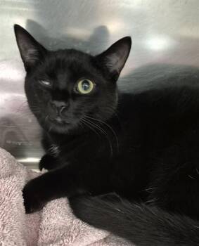 Rescue Domestic Short Hair Cats for Adoption in Vaughan, Ontario - STORM | PetCurious