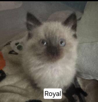 Siamese Cats Available for Adoption in San Jacinto, California - Royal | PetCurious